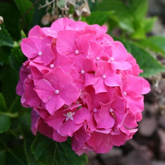 pink_hydrangea3